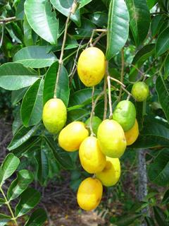 مُمبین زرد (آلوی جاوا)